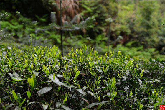 深山雨霧峽谷春茶葉綠茶