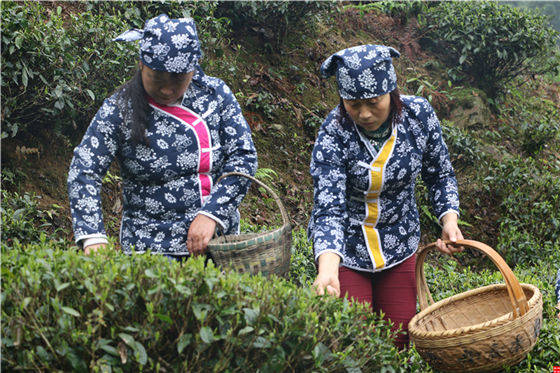 茶多酚相關(guān)知識(shí)