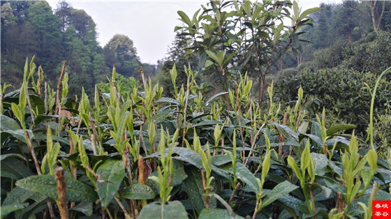 中國(guó)茶:葉脈與意境
