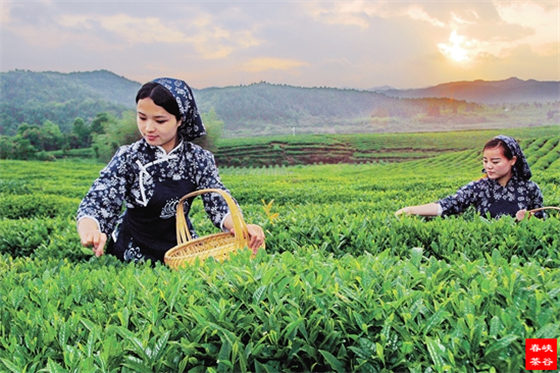 中國(guó)茶:葉脈與意境