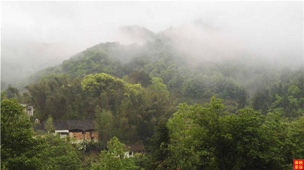 鄉(xiāng)村美景憶西源,茶香還數(shù)峽谷春