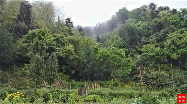 鄉(xiāng)村美景憶西源,茶香還數(shù)峽谷春