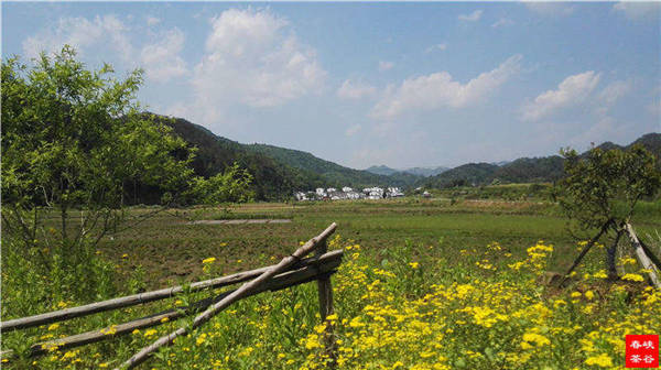 鄉(xiāng)村美景憶西源,茶香還數(shù)峽谷春
