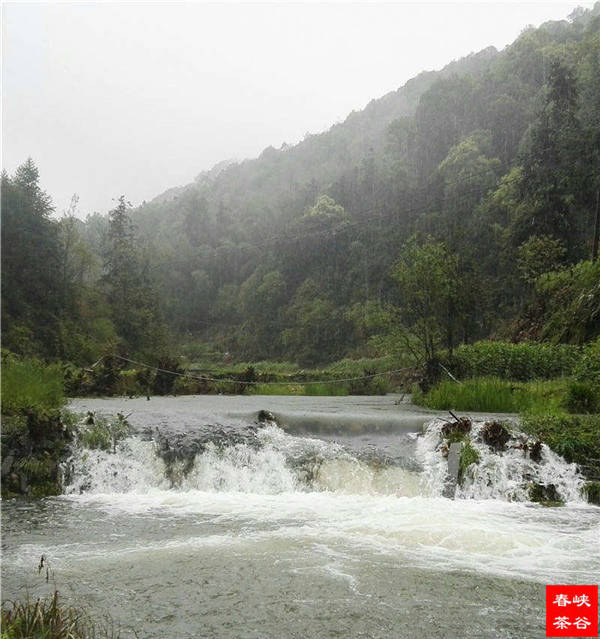 鄉(xiāng)村美景憶西源,茶香還數(shù)峽谷春
