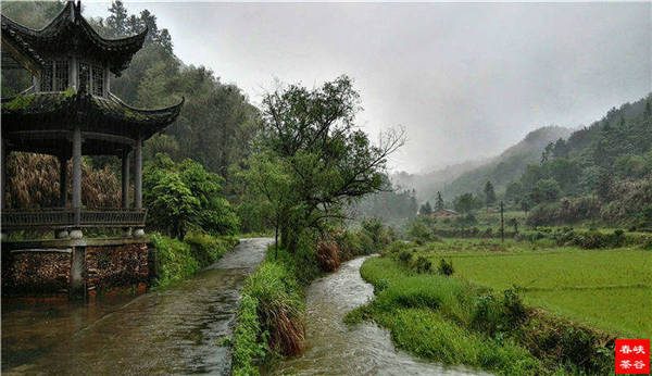 鄉(xiāng)村美景憶西源,茶香還數(shù)峽谷春