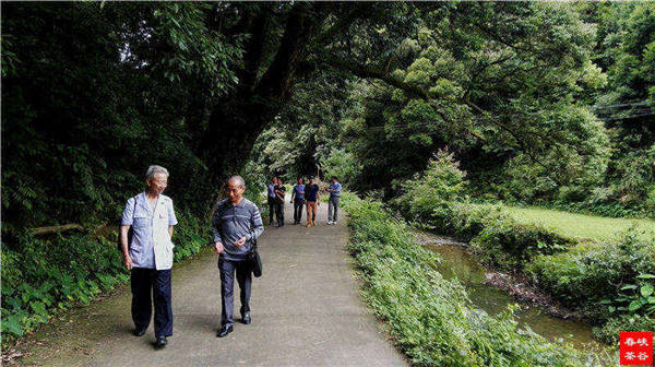 鄉(xiāng)村美景憶西源,茶香還數(shù)峽谷春