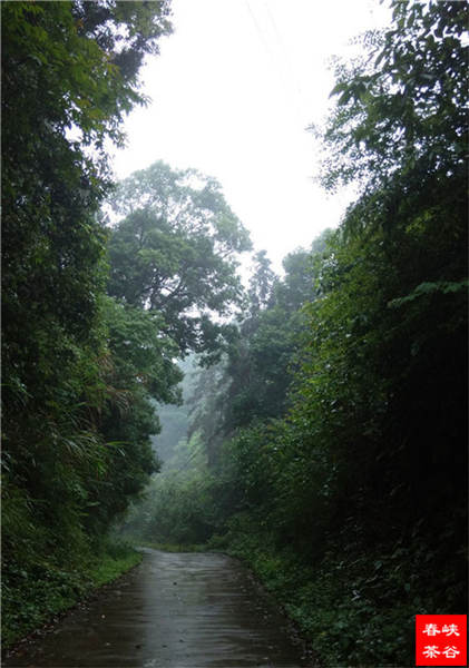 鄉(xiāng)村美景憶西源,茶香還數(shù)峽谷春