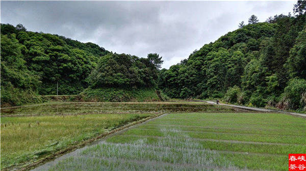 鄉(xiāng)村美景憶西源,茶香還數(shù)峽谷春