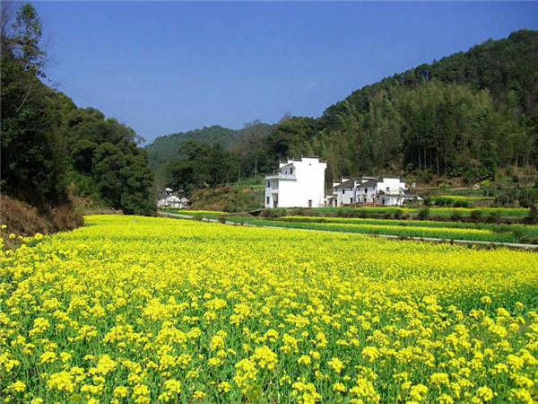 鄉(xiāng)村美景憶西源,茶香還數(shù)峽谷春