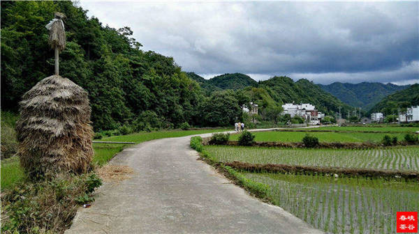 鄉(xiāng)村美景憶西源,茶香還數(shù)峽谷春