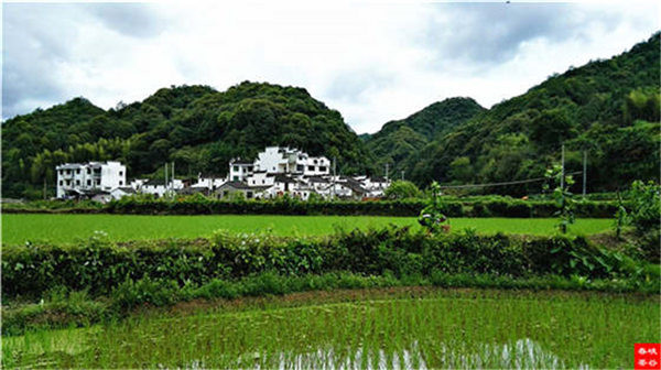 鄉(xiāng)村美景憶西源,茶香還數(shù)峽谷春
