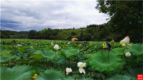 鄉(xiāng)村美景憶西源,茶香還數(shù)峽谷春