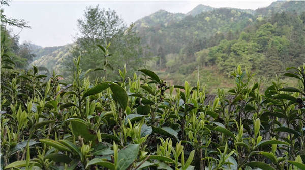 鄉(xiāng)村美景憶西源,茶香還數(shù)峽谷春