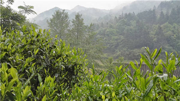 鄉(xiāng)村美景憶西源,茶香還數(shù)峽谷春