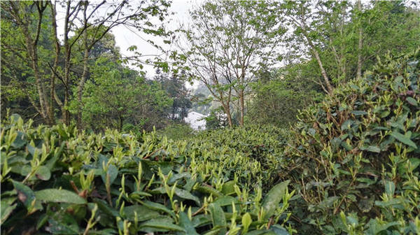 鄉(xiāng)村美景憶西源,茶香還數(shù)峽谷春
