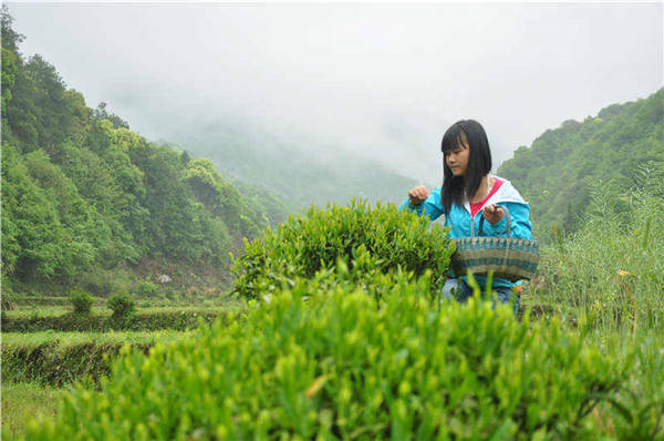 鄉(xiāng)村美景憶西源,茶香還數(shù)峽谷春