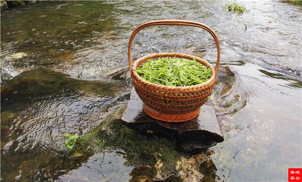 鄉(xiāng)村美景憶西源,茶香還數(shù)峽谷春