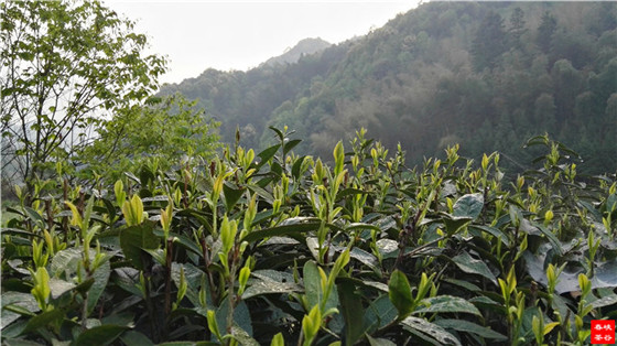 峽谷春靈壁茶