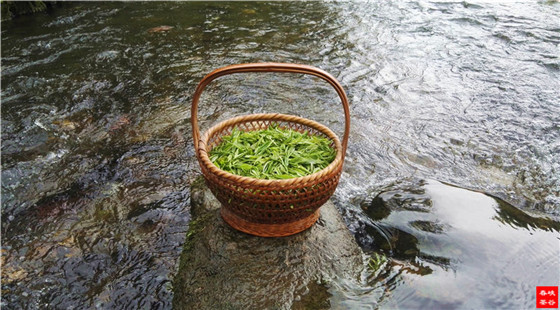 峽谷春靈壁茶