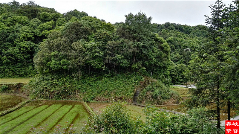 西源——石峽谷韻春意濃