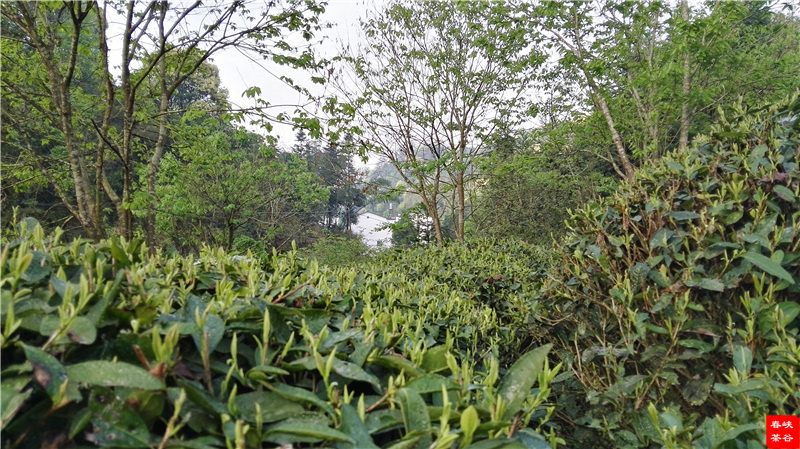 西源——石峽谷韻春意濃