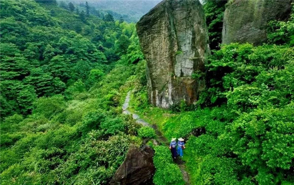 走進(jìn)婺里茶鄉(xiāng),讓生命皈依自然的本真