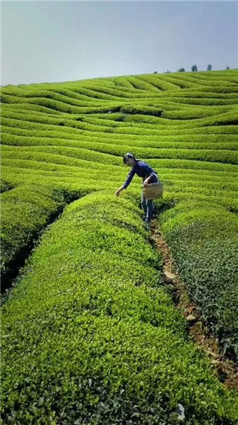 婺源鄉(xiāng)間有茶香