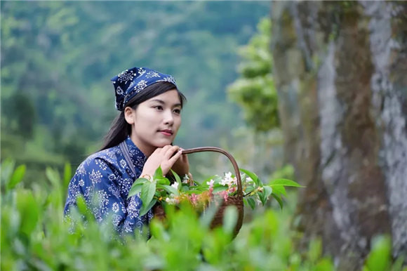 婺源鄉(xiāng)間有茶香