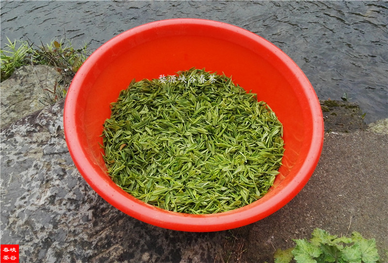 雨前茶深受大眾茶友的青睞 雨前茶深受大眾茶友的青睞
