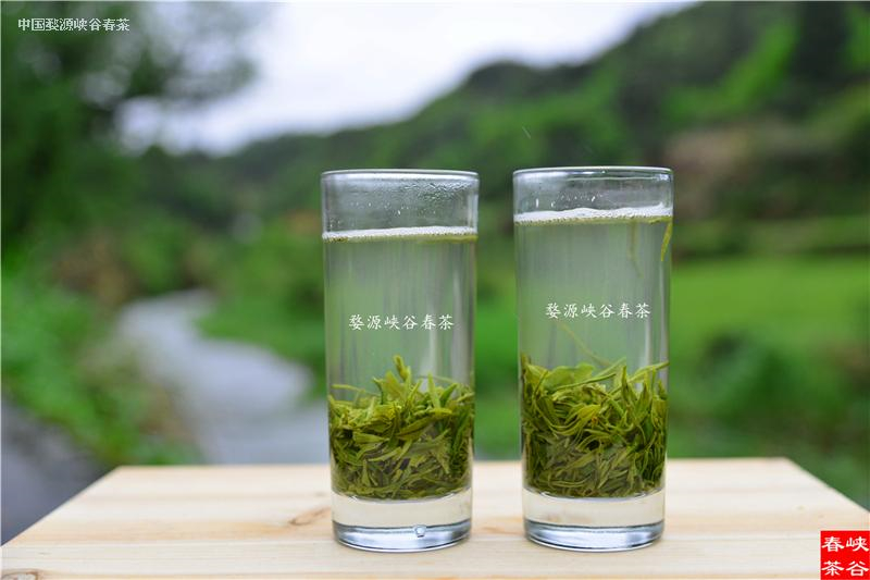 雨前茶深受大眾茶友的青睞 雨前茶深受大眾茶友的青睞